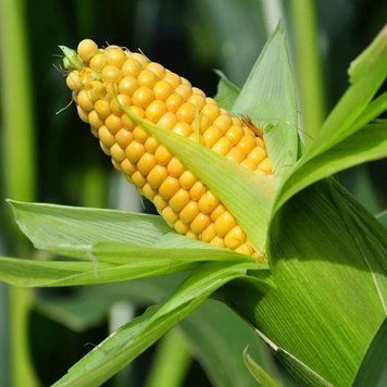 Семена Кукурузы Дебют F1 (20г), Professional, TM GL Seeds 600136 фото