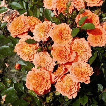 Троянда спрей Оранж Фейри (Orange Fairy) 00000035 фото