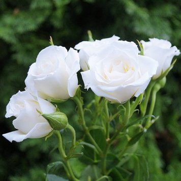 Троянда спрей &laquo;Наречена&raquo; (White / Bride) 00288 фото