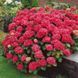 Гортензия крупнолистная "Red Sensation" (однолетняя в горшке) 00079897 фото 2