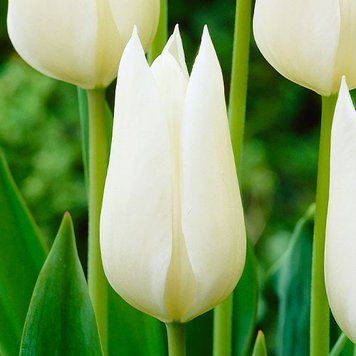 Тюльпан White Triumphator 000005033 фото