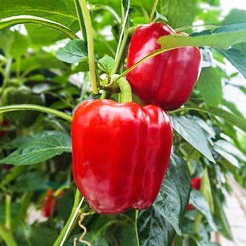 Перець солодкий Клаудіо F1 (Beste Kern) 04035 фото