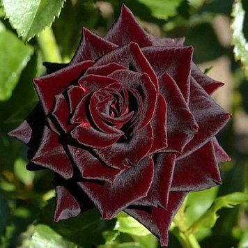Троянда Блек Б&rsquo;юті (Rosa Black Beauty) 1200130 фото