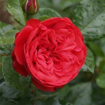 Троянда Тантау Red Piano (Ред Піано) 1200027 фото