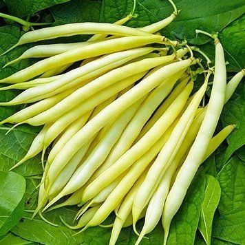 Насіння Квасолі спаржевої Корона жовта (15г), Professional, TM GL Seeds 600323 фото