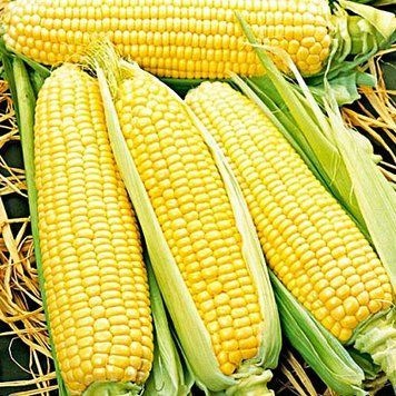 Семена Кукурузы Детская (20г), Professional, TM GL Seeds 600052 фото