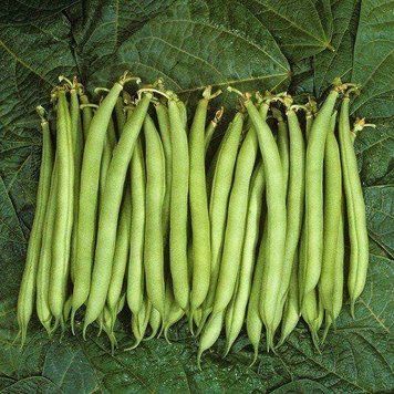 Семена Фасоли спаржевой Ява зеленая (15г), Professional, TM GL Seeds 600256 фото