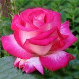 Чайно-гибридная роза Rose Gaujard (Роуз Гожард) 1606333528 фото