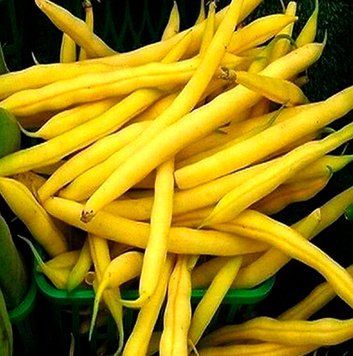Семена Фасоли спаржевой Золотая звезда (10г), Professional, TM GL Seeds 600308 фото