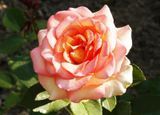 Роза плетистая Фантазия (Rosa Fantasia Climbing) 10000142 фото