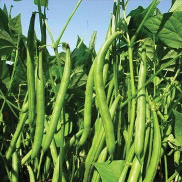 Семена Фасоли спаржевой Колибри (10г), For Hobby, TM GL Seeds 600325 фото