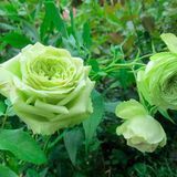 Роза Грин Ти (Green Tea) 00261 фото