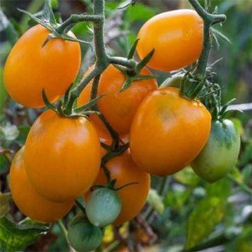 Семена Томата Оберег (0.1г), For Hobby, TM GL Seeds 600229 фото