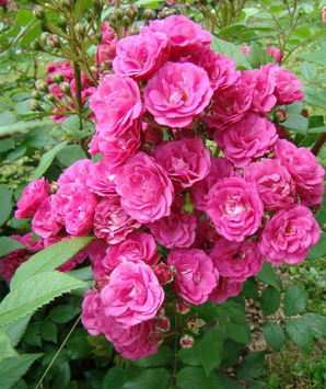 Роза "Динки" (Dinky Rose) 85098700 фото