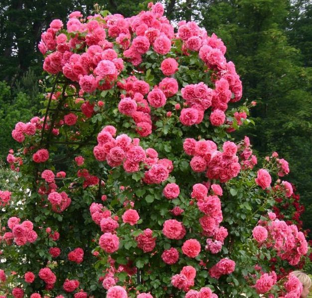 Троянда плетиста Розаріум Ютерзен (Rosarium Uetersen) 1606333485 фото