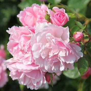 Боніка мускусна (Bonica Musk) 100890 фото