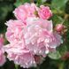 Боніка мускусна (Bonica Musk) 100890 фото 1