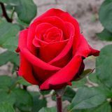 Чайно-гібридна троянда Ред Берлін (Red Berlin) 1606333344 фото