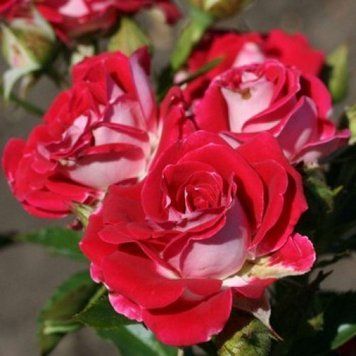Троянда спрей "Рубі Стар" (Ruby Star) 1200098 фото