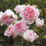 Английская роза Зе Веджвуд Роуз (The Wedgwood Rose) 1606333396 фото