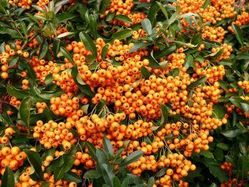 Піраканта &laquo;Orange Glow&raquo; (помаранчева) 0009220 фото
