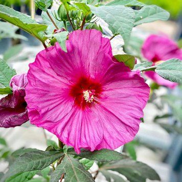 Гібіскус трав&rsquo;янистий &laquo;Plum Crazy&raquo; (малиновий) 0009321 фото