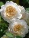 Англійська троянда Крокус Роуз (Crocus Rose) 1606333401 фото 1