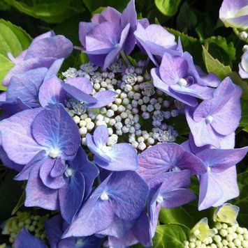 Гортензія великолиста "Blaumeise" (однорічна в горщику) 00089877 фото