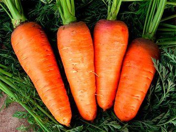 Насіння Моркви Дитяча (20г), Professional, TM GL Seeds 600023 фото