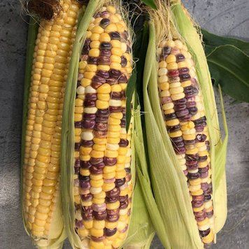 Семена Кукурузы Вышиванка F1 (15шт), Professional, TM GL Seeds 600105 фото