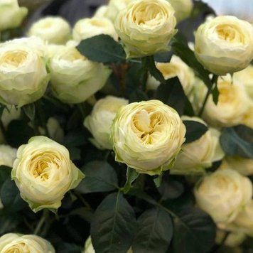 Роза Пур Блонд (Pure Blonde) 1200086 фото