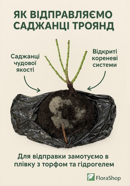 Троянда піоновидна "Касандра" (Cassandra) 0009585294 фото