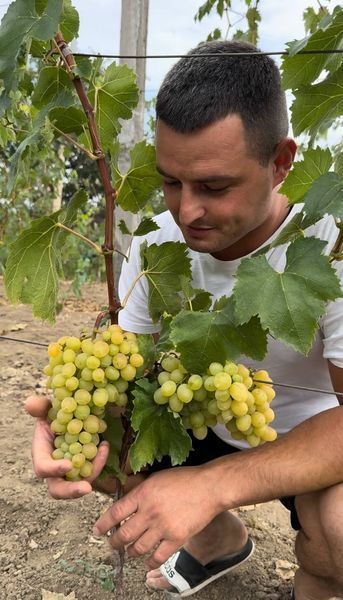 Саджанець винограду Кишмиш "Рататуй" (середній термін дозрівання) 0000000523 фото