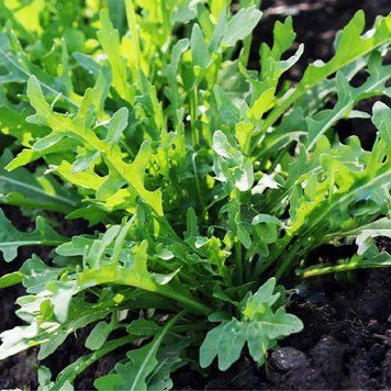 Семена Рукколы Оливетта (1г), For Hobby, TM GL Seeds 600236 фото