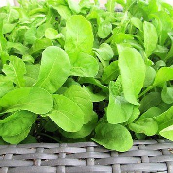 Семена Рукколы Пасьянс F1 (1г), For Hobby, TM GL Seeds 600215 фото