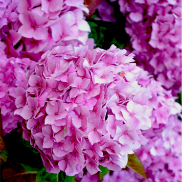 Гортензія великолиста "Silky Pink" (однорічна в горщику) 00008787 фото
