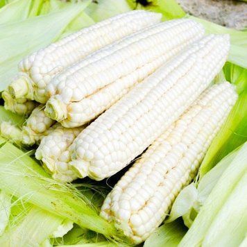 Семена Кукурузы Снежная королева F1 (20г), Professional, TM GL Seeds 600020 фото