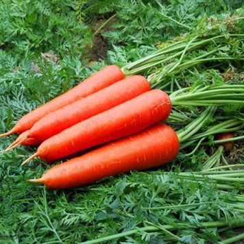 Насіння Моркви без серцевини (3г), For Hobby, TM GL Seeds 600033 фото